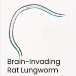 Rat Worm Lung Disease