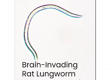 Rat Worm Lung Disease Rat Worm Lung Disease